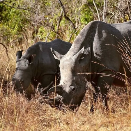 Wildlife Safari Ziwa Rhino Sanctuary