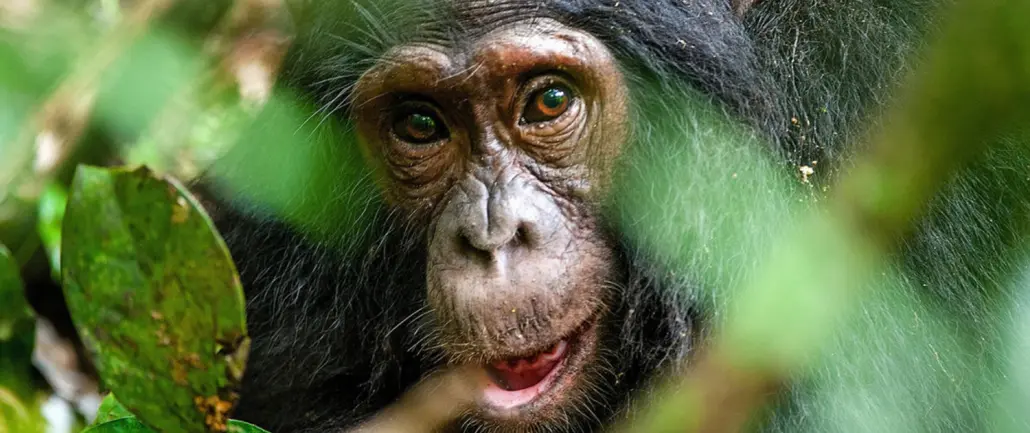 Primate Safari in Uganda Kibale Forest National Park