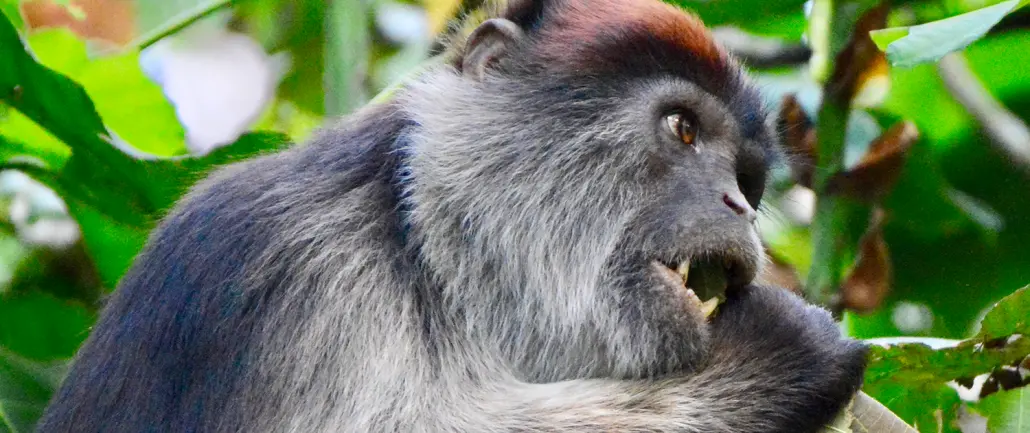 Primate Safari in Uganda