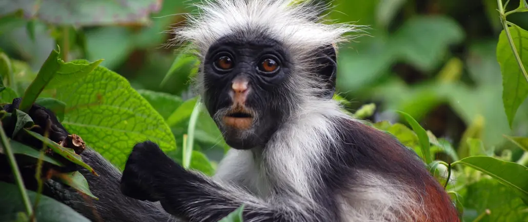 Safari in Uganda Primate trekking