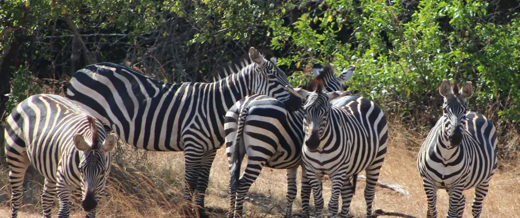 Zebras spotting in National Park