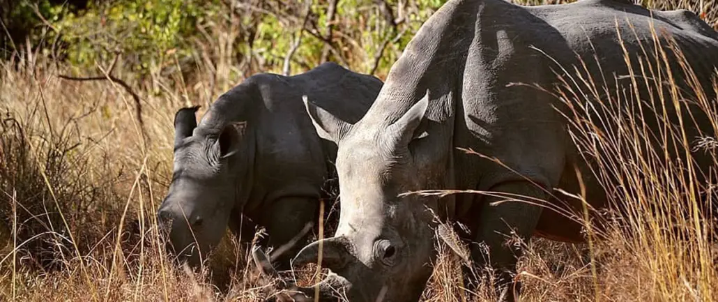 Rhinos Wildlife Safari