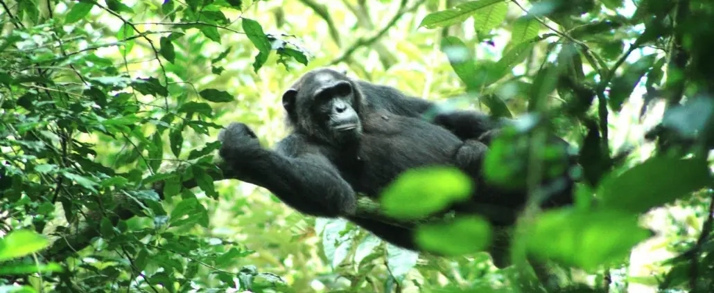 Kibale Forest Chimpanzee tracking