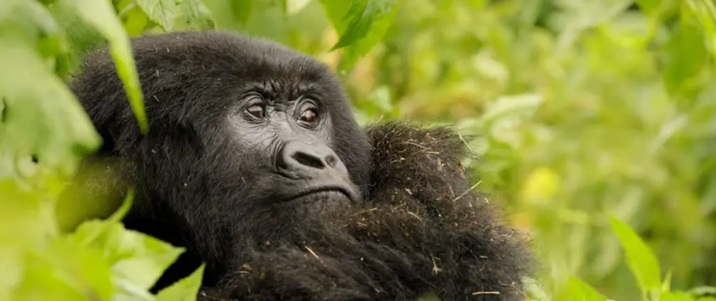 3 days Gorilla Safari Uganda - Marlene Africa Safaris