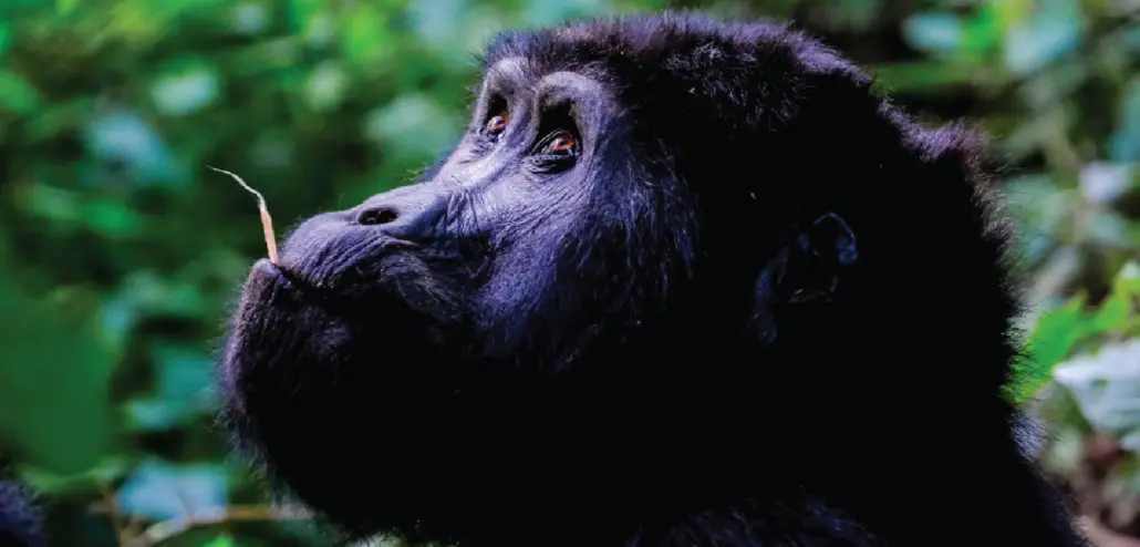 Gorilla trekking Uganda Safari
