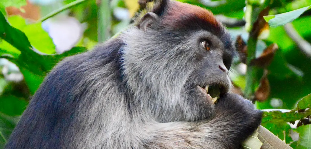 Primates trekking Safari Uganda
