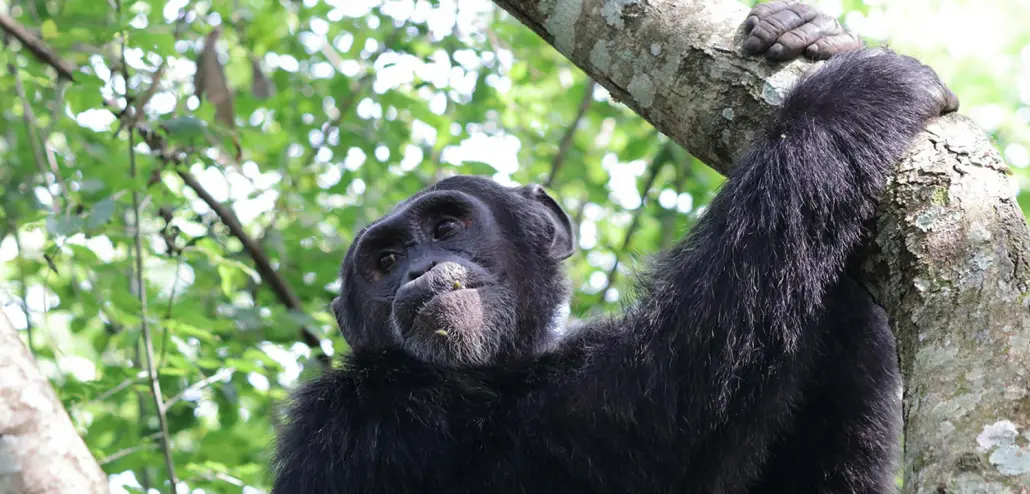 Chimpanzee trekking in Bigodi Swamp